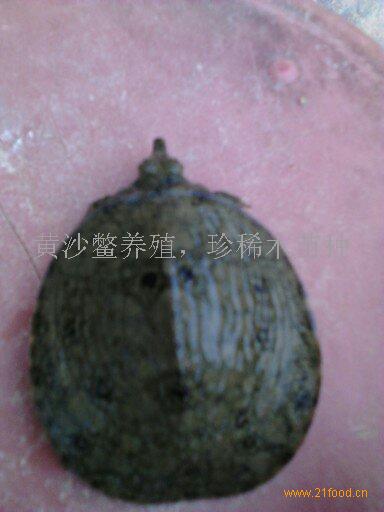 钛铁鳖-中国桂平广西木乐镇黄沙黑图片