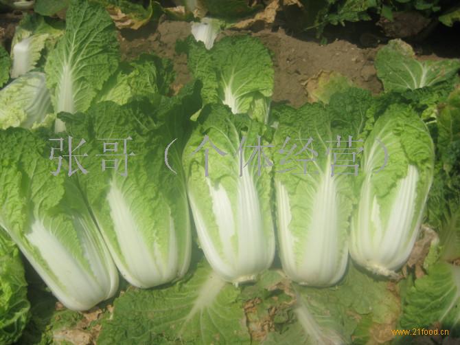 今年叶菜大丰收图片