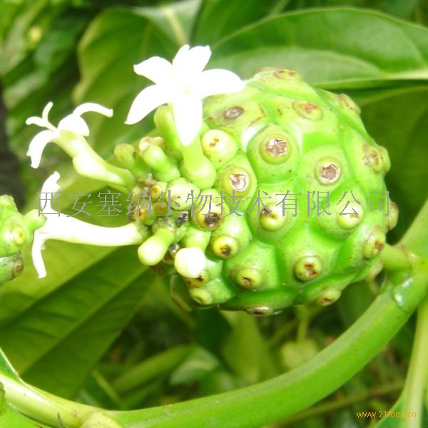 诺丽果(Noni),拉丁名:Morinda citrifolia L.,又名海巴戟、萝梨、四季果或印桑椹(Indian mulbeery),是一种茜草科巴戟天属草本植物,热带常绿多年生阔叶灌木。原产于亚洲、澳大利亚及一些太平洋南部岛屿,其果被当地人称作“神奇果”,目前国内有引种。诺丽果在当地民间作为保健及药用饮料已有上千年历史,特别是在夏威夷等太平洋南部岛屿上的土著民以诺丽果为日常保健饮料,用来治疗糖尿病、高血压、心脏不适、疼痛、精神压抑及消化不良等。