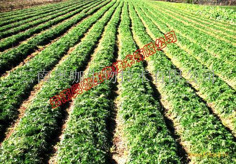 我公司所生产的超细细胞 破壁玛咖粉采用航天