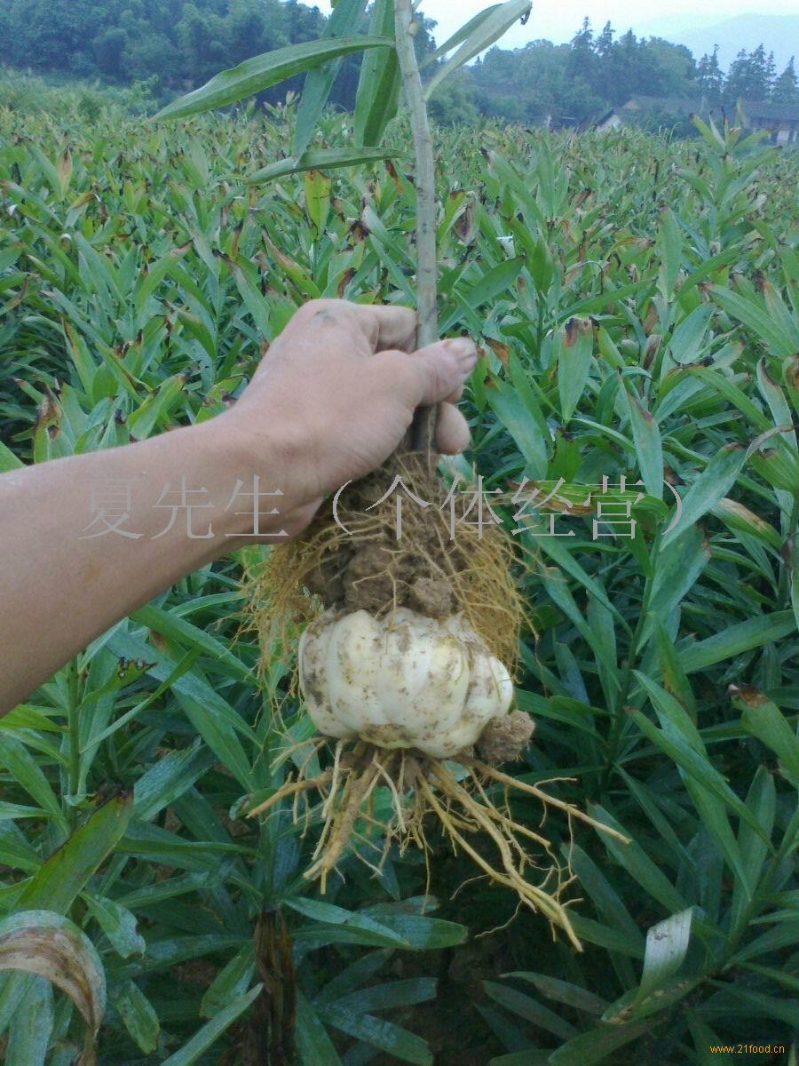 龙牙百合