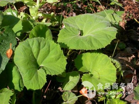 搜索(关键词)蜂斗菜提取物