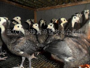 重庆火鸡苗