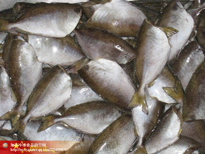 凍白籃子魚黎鯭魚