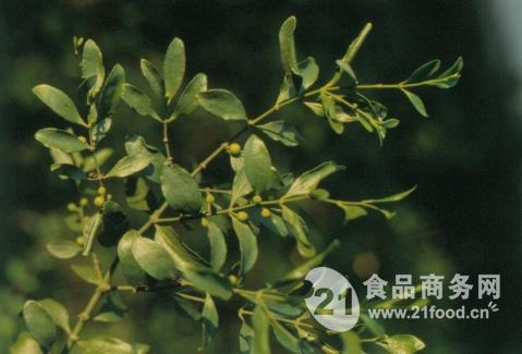 桑寄生提取物 桑寄生粉_陝西西安__植物提取物-食品商務網