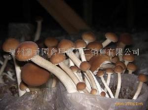 茶树菇菌种