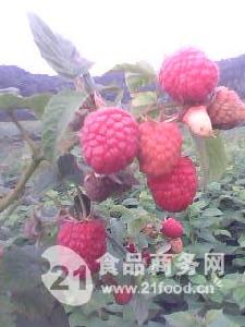 四季草莓